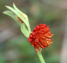 Image result for Psilotrichum sericeum