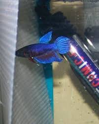 The wild betta has short fins and isn't as vibrantly colored as a blue veiltail. Blue Veiltail Plakat Betta Female Betta Fish Pet Fish