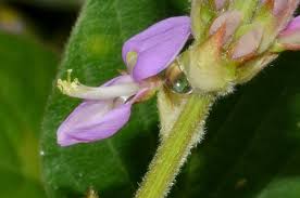 Image result for Desmodium intortum