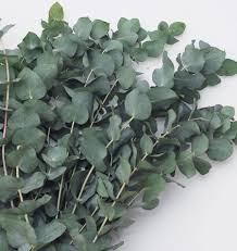 Pin Auf How To Plants Flowers