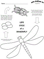 Download Butterfly Life Cycle Craft