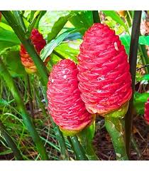 Image result for Erlangea remifolia