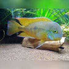 Image result for Hyparrhenia niariensis