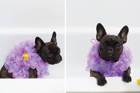 Your loofah costume will be made of 8 bundles of tulle. Diy Dog Loofah Costume Oink Pet Supply