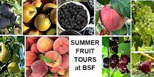 Think Green Thursday: Summer Fruit Tour