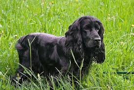 Full Grown Black American Cocker Spaniel The Royal Dog Lupo Black Cocker Spaniel Cocker Spaniel English Cocker Spaniel