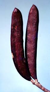 Image result for Pseudoprosopis