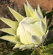 Image result for Protea madiensis