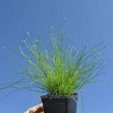 Image result for Isolepis