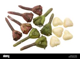 Image result for Trapa