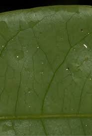 Image result for Phyllanthus polyanthus