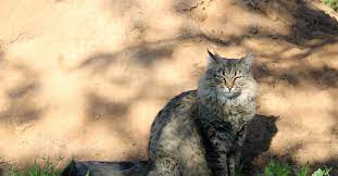 Почему ленивая кошка мало двигается: стоит ли волноваться?