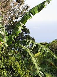 Blue java bananas grow, as all bananas do, from a rhizomatic corm. Blue Java Banana Wikipedia