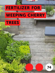 Fertilizer For Weeping Cherry Trees Plumeria Tree Weeping Cherry Tree Climbing Plants