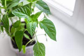 Because a few plants will feed most families, it is best to buy pepper plants rather than grow them from seed. Growing Jalapenos From Seeds To Potted Plants Grow Hot Peppers