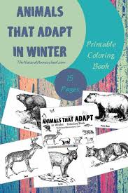 Our hidden picture printables are getting pretty popular lately, so here's a brand new set with the cutest animals in the world! Animals That Adapt In Winter Printable Winter Coloring Pages The Natural Homeschool