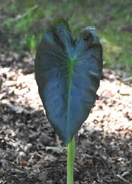 Maybe you would like to learn more about one of these? Colocasia Esculenta Caladium Dasheen Elephant Ears Green Taro Malanga Taro North Carolina Extension Gardener Plant Toolbox