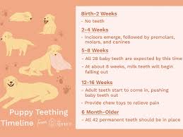 3 month old yorkie puppy weight. Reasons Why Your Puppy Won T Eat And How To Stop It