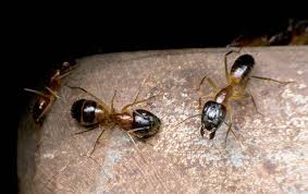 It may even be more, depending on. Blog Three No Sweat Ant Prevention Tips For Greenville Property Owners