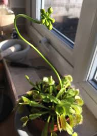 It catches its prey—chiefly insects and arachnids—with a trapping structure formed by the terminal portion of each of the plant's leaves, which is triggered by tiny hairs (called trigger hairs or sensitive hairs) on their inner. Stu Pond A Twitter Venus Fly Trap Update The Flower Stalk Now Pretty Much Doubled Its Length Since The Last Update Flower Bloom Appears Imminent Plant Seems Healthy Still Catching Insects And