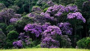 Resultado de imagem para flor de manaca