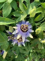 Image result for Passiflora vitifolia