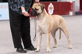 Bull mastiff dogs mastiff breeds mastiff puppies giant dog breeds giant dogs bullmastiff rottweilers wallpaper english apple wallpaper. Bullmastiff Dog Breed Information