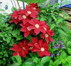 Place the plant in the hole at the same level it was grown by the nursery. Waldrebe Rebecca Clematis Rebecca Gunstig Online Kaufen