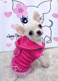 Chi Wallpaper 3 Cute Chihuahua Chihuahua Puppies Chihuahua