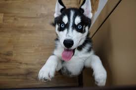 Check spelling or type a new query. Petland West Wichita 3520 N Maize Rd Wichita Ks 67205 Usa