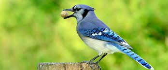 Check spelling or type a new query. Bluejay Backyard Birds Wild About Birds