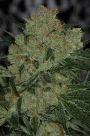 Cheesequake A High Yeilding Strain Said To Have A Flavor Profile Of A Grape Cheese Danish With An Out Of Body Medicinal Effect Marijuana Strains Pinterest