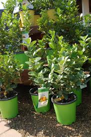 Atâ the houston community college west loop campus, 5601 west loop. Kingwood Citrus Fruiting Trees And Shrubs Warren S Southern Gardens