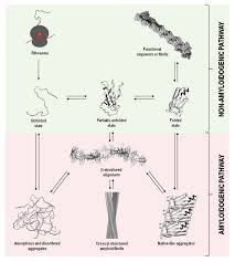 Molecules Free Full Text Structure And Aggregation Mechanisms In Amyloids Html