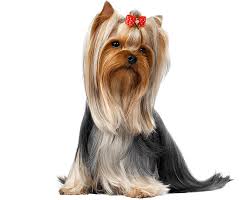 Let us know what you need, and we'll put you in touch with our best local pet grooming professionals. Looking For Dog Groomers Near Me Look No Further Than Hairy Tails Hairy Tails