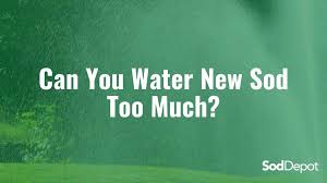Anywhere between 6 am and 10 am as there is less wind, less sun and it will give your new lawn an. Can You Water New Sod Too Much Sod Depot