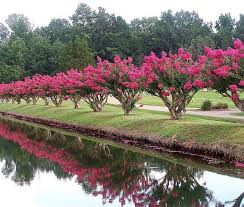 Endless Crepe Myrtle Myrtle Tree Landscaping Trees Crepe Myrtle Landscaping