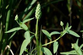 Image result for Sphenoclea zeylanica