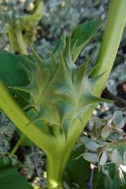 Image result for Datura ferox