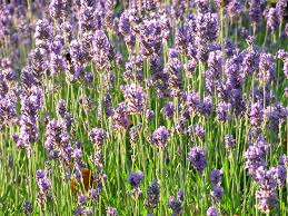 Er wächst besonders gut vor warmen südwänden. Lavendel Im Eigenen Garten Anpflanzen Nachgeharkt