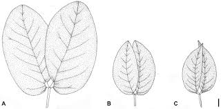 Image result for Hymenaea courbaril