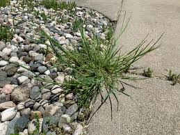 These are the recommended solutions for your problem, selecting from. How To Stop Grass And Weeds From Growing Through Rocks The Practical Planter