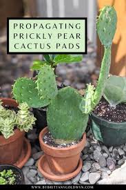 Neat and clean polygons and every edge have to mean. How To Propagate Prickly Pear Cactus Using Pads