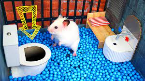 🐹 Hamster Escapes the Creative Maze for Pets in real life 🐹 in Hamster  Stories - YouTube