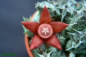 Image result for Duvalia