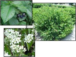 Image result for Amelanchier alnifolia