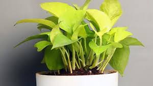Money plant care tips: सर्दियों में ...