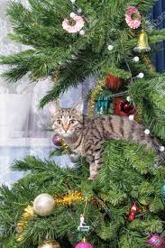 クリスマス ツリーに猫。エッチなかわいい子猫。新しい年 の写真素材・画像素材. Image 88146513.