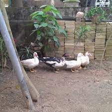What does reban ayam mean in malay? Photos At Reban Ayam Leman 1 Tip