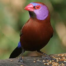 Image result for Trichoneura grandiglumis